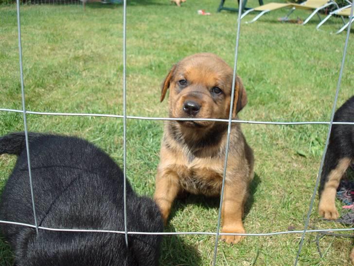 Blanding af racer * Cille * <3 billede 4