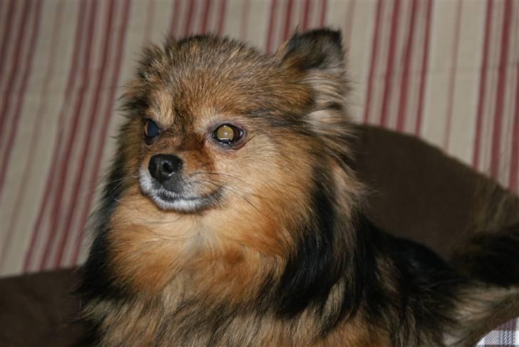 Pomeranian sally - hun er så sød sally billede 7