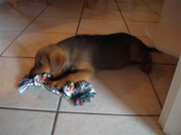 Blanding af racer * Cille * <3 billede 5