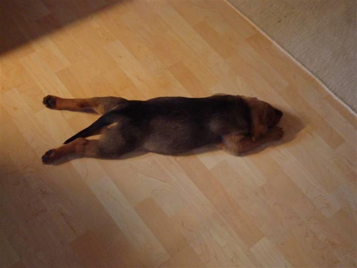 Blanding af racer * Cille * <3 billede 6