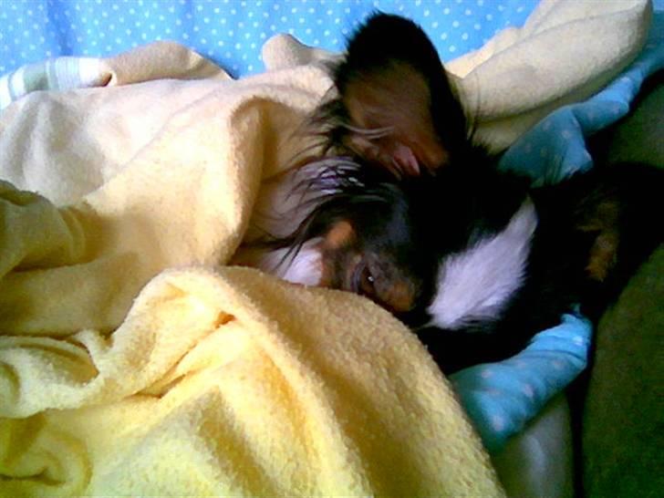 Papillon Coco billede 13