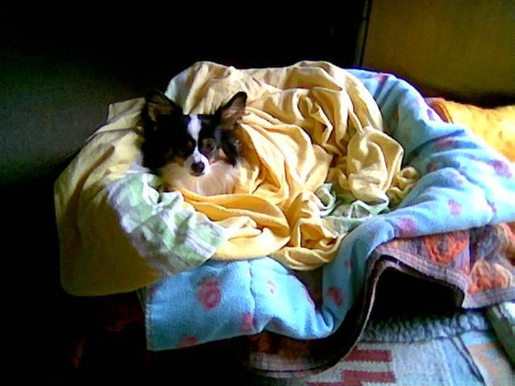 Papillon Coco billede 14