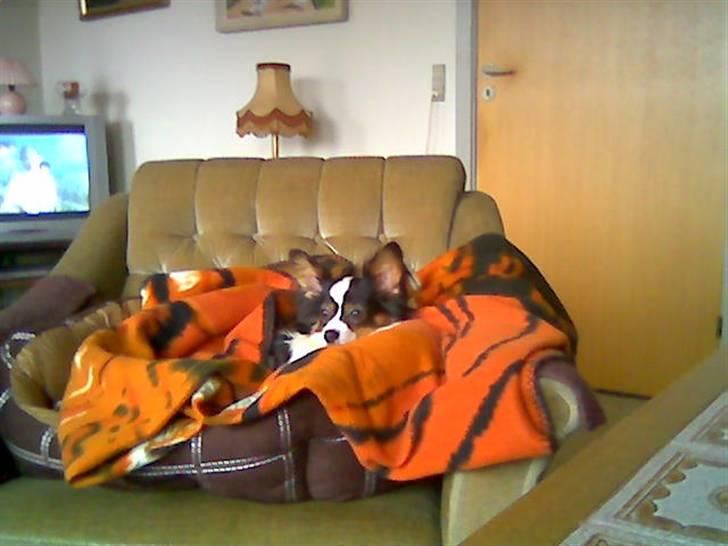 Papillon Coco billede 15