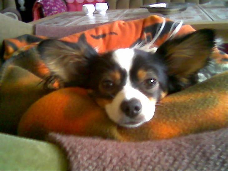 Papillon Coco billede 16