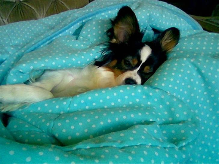 Papillon Coco billede 17