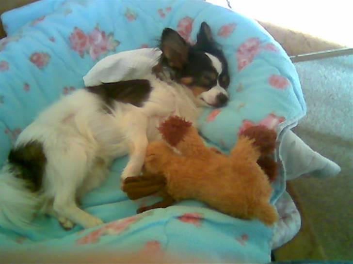 Papillon Coco billede 19