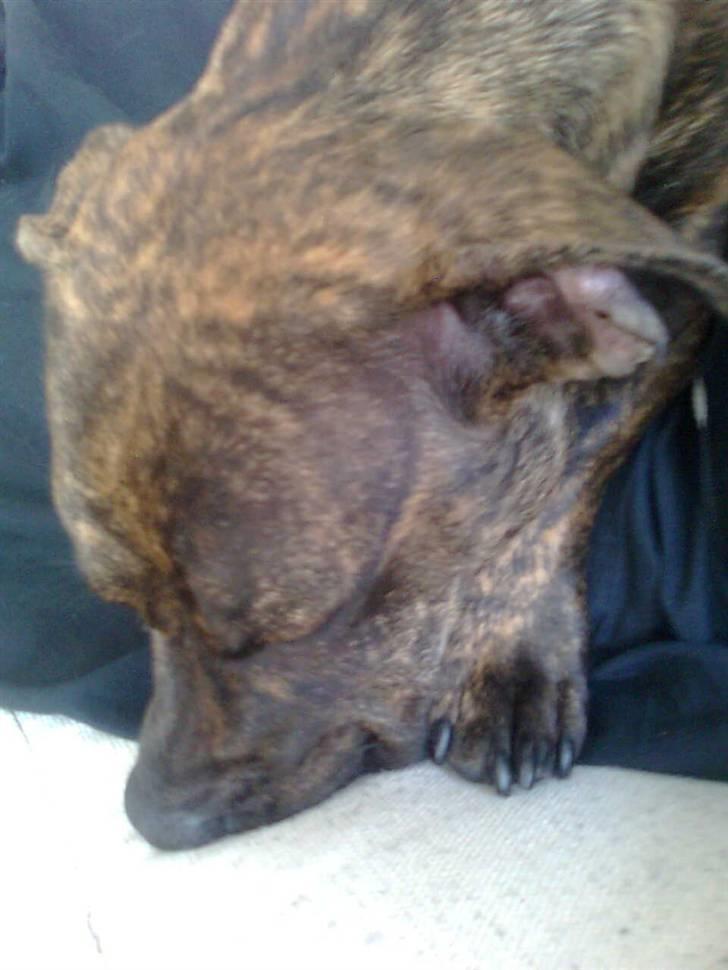 Blanding af racer Bailey Von Pølse - Som I nok har lært nu... Når jeg sover, så SOVER JEG *GG* billede 11