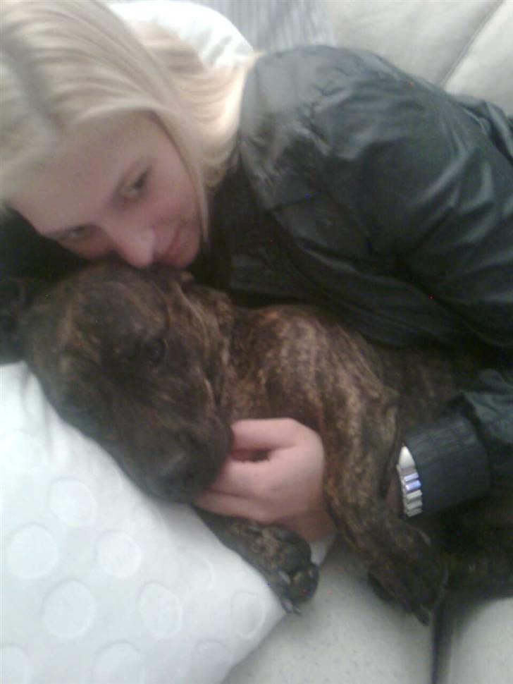 Blanding af racer Bailey Von Pølse - Putte med Cubas mor :) billede 12