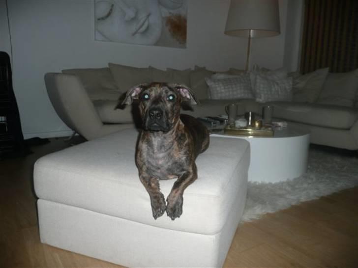 Blanding af racer Bailey Von Pølse - Troner lige lidt :) billede 13