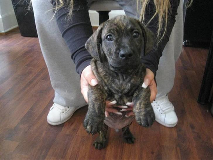 Blanding af racer Bailey Von Pølse - Lad vær at sige, at jeg ik ser sød ud her :) billede 14