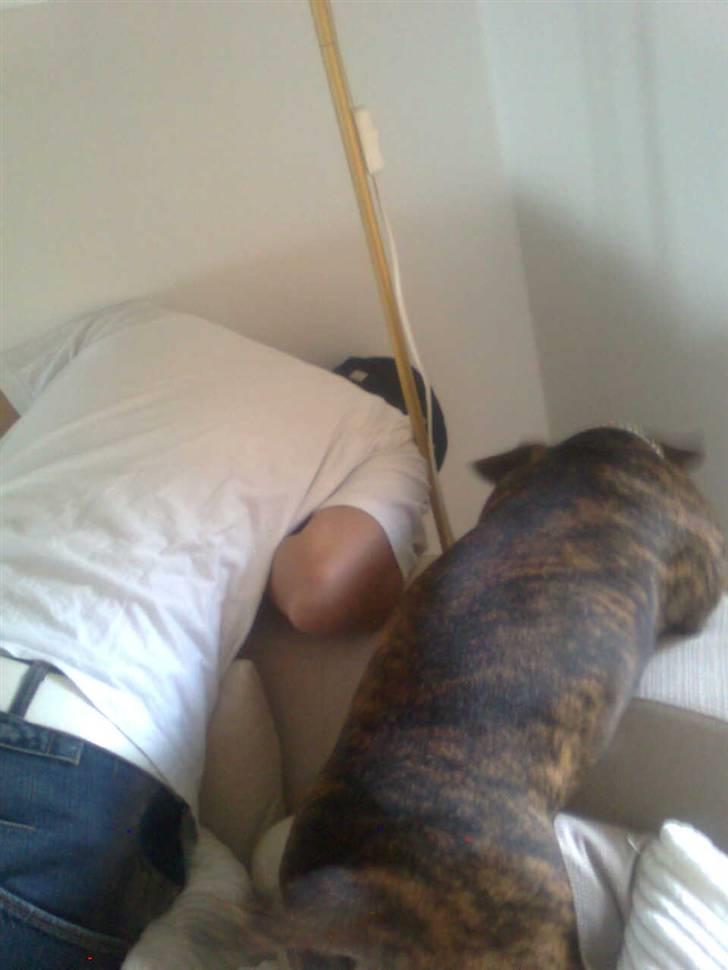 Blanding af racer Bailey Von Pølse - FIND MIN BOLD! Den røg derom bagved! billede 15