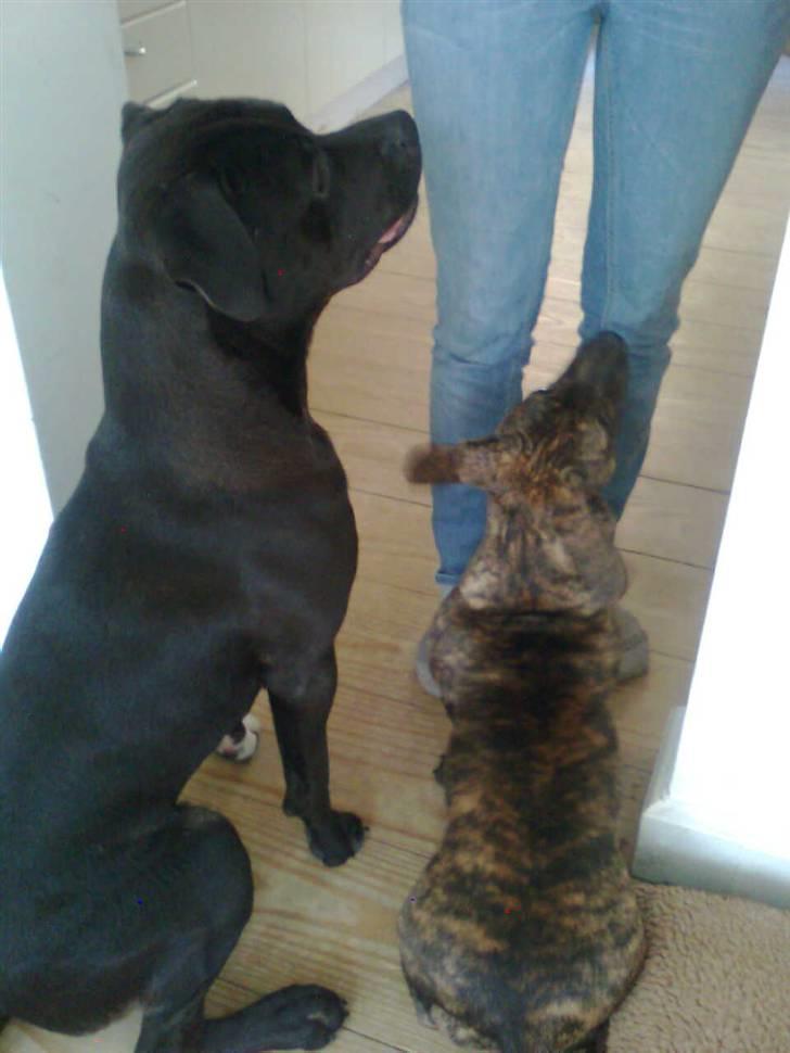 Blanding af racer Bailey Von Pølse - Så dygtige er vi, når der er godbidder i farvandet :) billede 16