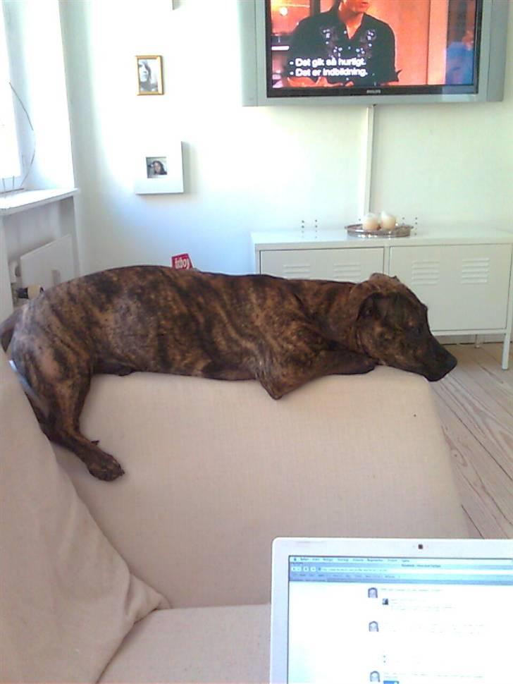 Blanding af racer Bailey Von Pølse - Hvem der bare var en kat... Så kunne jeg ligge her uden at blive set skævt til :) billede 17