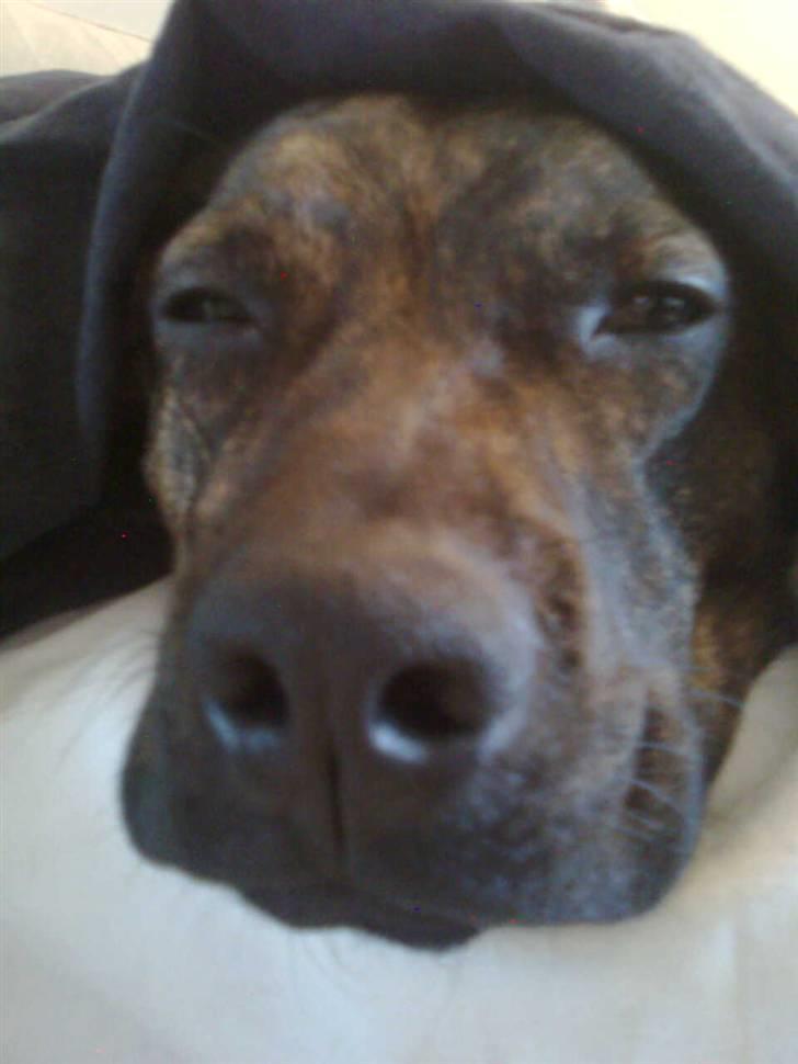 Blanding af racer Bailey Von Pølse - Synes du også at jeg er grim??? billede 18