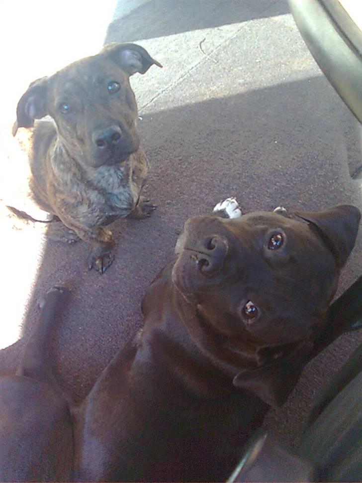 Blanding af racer Bailey Von Pølse - Cuba og jeg grillede med mor og Cubas mor... billede 19