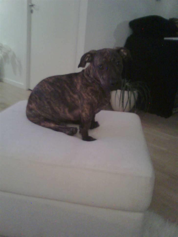 Blanding af racer Bailey Von Pølse - Du ville fortælle mig det, hvis jeg ser tyk ud når jeg sidder sådan her ik???? billede 20