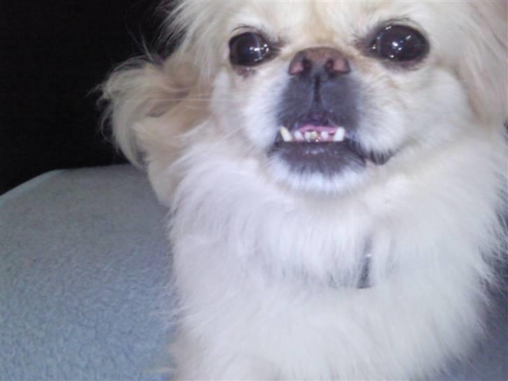 Pekingeser Fifi billede 1