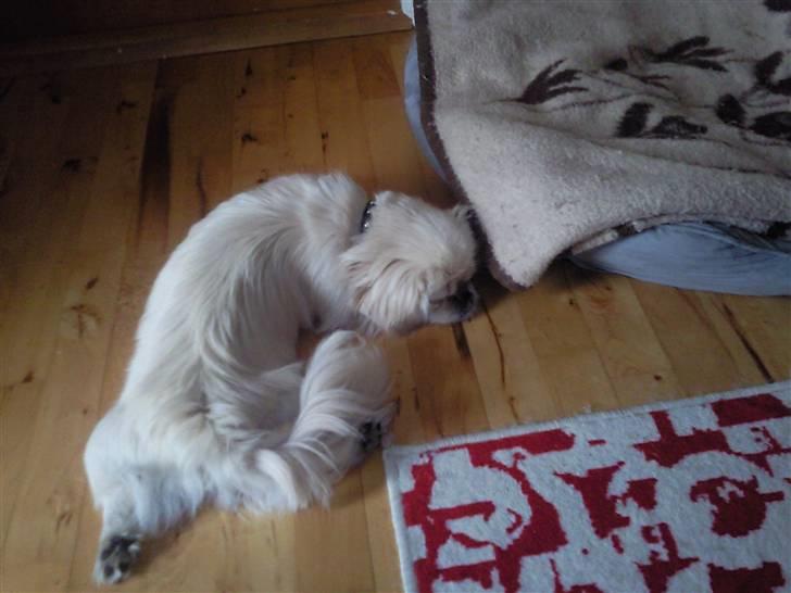 Pekingeser Fifi billede 2