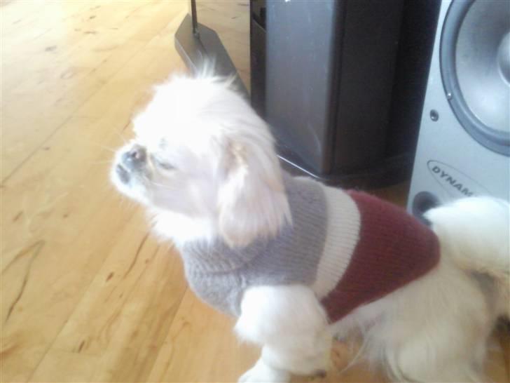 Pekingeser Fifi billede 3