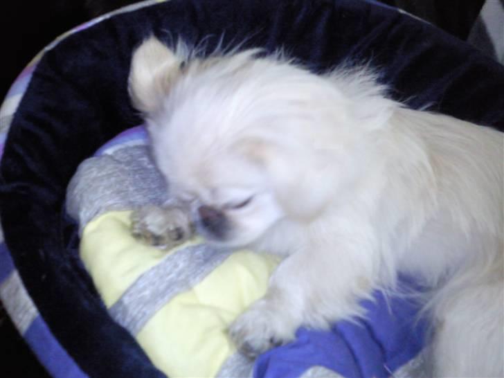 Pekingeser Fifi billede 4