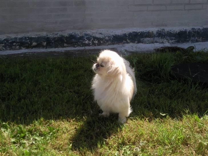 Pekingeser Fifi billede 5