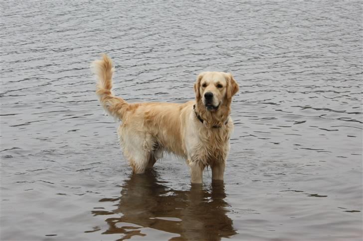 Golden retriever Casie *Englebarn* - Casie nyder en tur ved vandet! billede 1