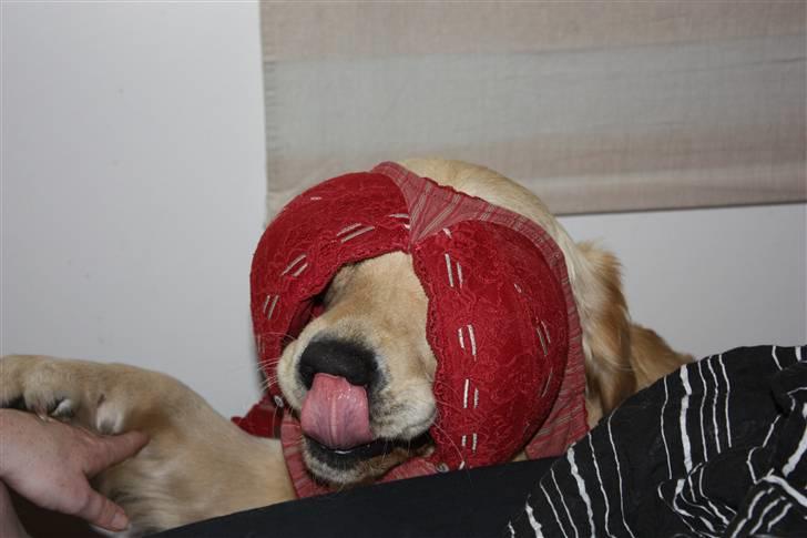 Golden retriever Casie *Englebarn* - Casie der lige låner mors bh! billede 2