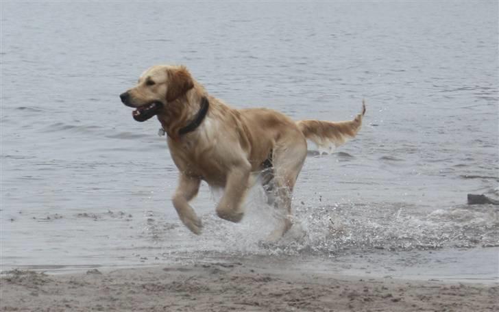 Golden retriever Casie *Englebarn* - Fuld fart over vandhunden billede 3