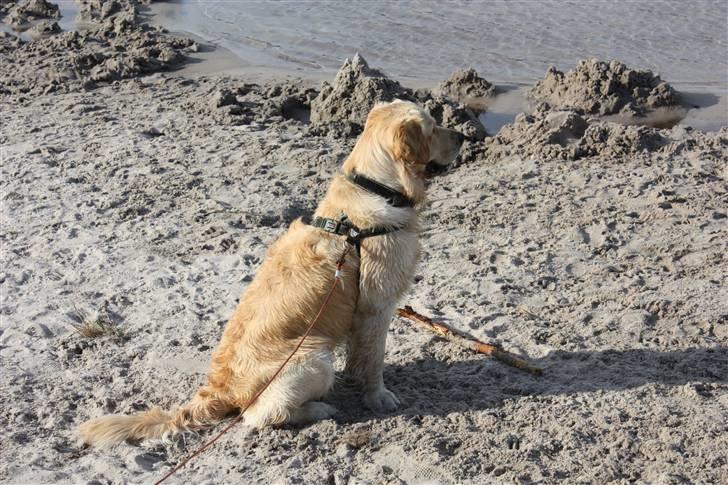 Golden retriever Casie *Englebarn* - Sidder og sonderer terrænet inden man bliver sluppet løs. billede 4