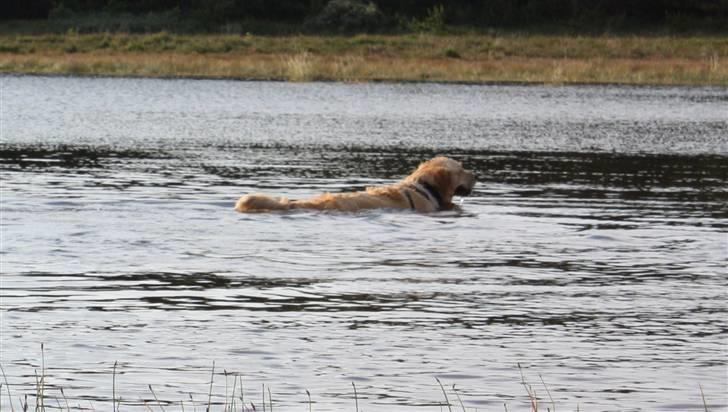 Golden retriever Casie *Englebarn* billede 5