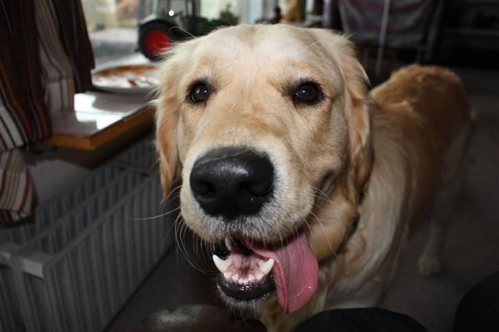 Golden retriever Casie *Englebarn* - Casie når han synes det er tid til "close up" :) billede 6