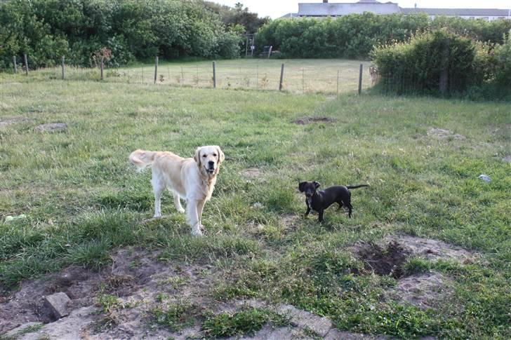Golden retriever Casie *Englebarn* - Casie og Fanni i haven billede 7