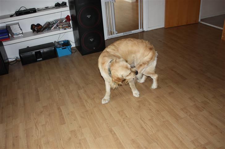 Golden retriever Casie *Englebarn* - Casie´s dårlige vane, som har hængt ved siden hvalpe tiden: "Fang halen" billede 8