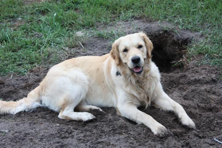 Golden retriever Casie *Englebarn* - Ja den smukke hund, nyder hans store hul i haven :) billede 9