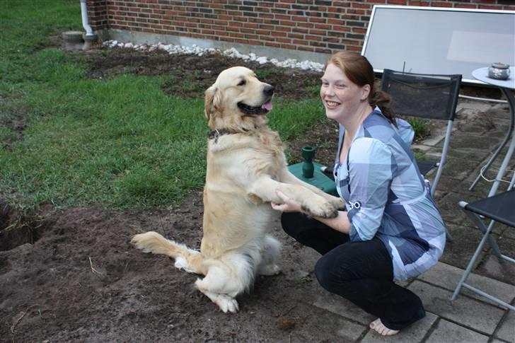 Golden retriever Casie *Englebarn* - Der bliver sagt pænt undskyld for at have gravet i haven! billede 10