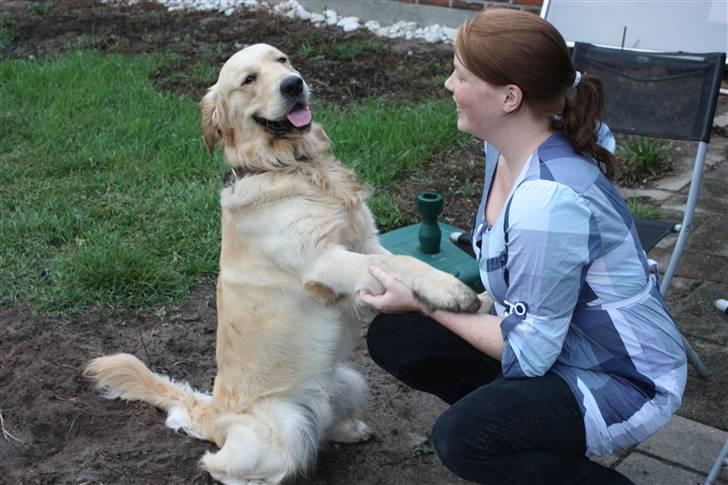 Golden retriever Casie *Englebarn* - Der bliver stadig forklaret og fortalt hehe billede 11