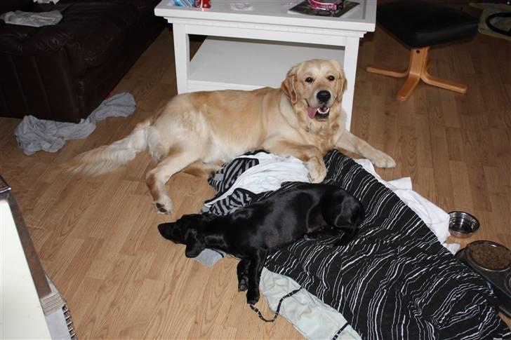 Golden retriever Casie *Englebarn* - Casie passer på Fanni efter hendes sterilisation. billede 12