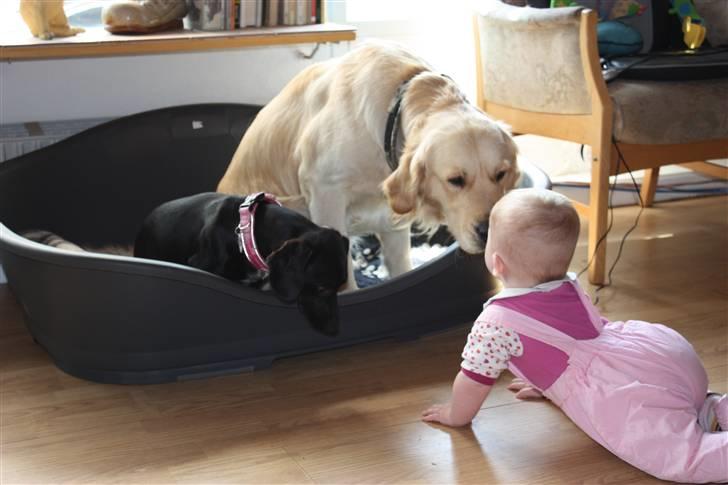 Golden retriever Casie *Englebarn* - Casie, Fanni og min venindes datter Camilla. billede 13