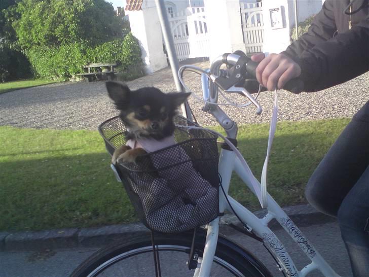 Chihuahua Gucci <3 - Putten med på cykletur ;D billede 20