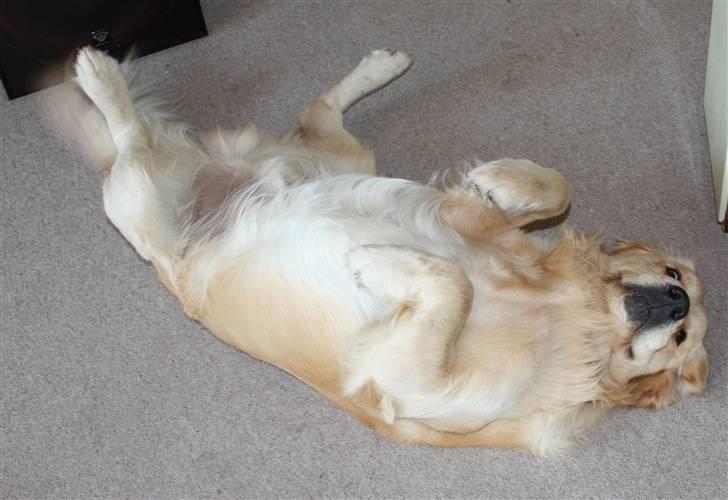 Golden retriever Casie *Englebarn* - Casie´s ynglings stilling, alle 4 stænger i vejret! billede 14