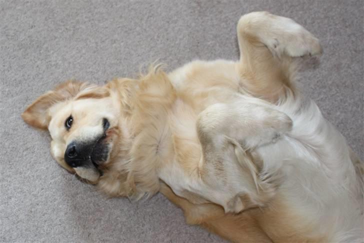 Golden retriever Casie *Englebarn* - Casie på ryggen igen igen :) billede 15