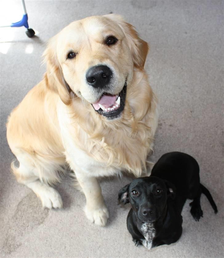 Golden retriever Casie *Englebarn* - Casie og Fanni, "søskende" portræt billede 16