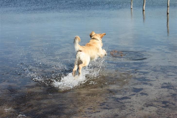Golden retriever Casie *Englebarn* - FULD fart frem!!! billede 17