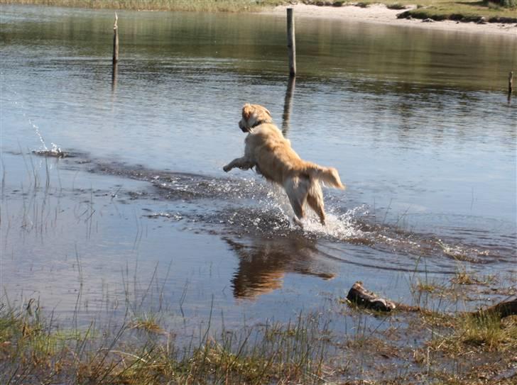 Golden retriever Casie *Englebarn* - Jeg har pinden! Bare rolig! billede 18