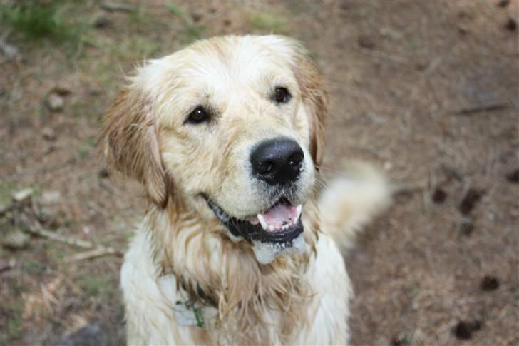 Golden retriever Casie *Englebarn* - En våd vovse, en tur i skoven efter badeturen! billede 19