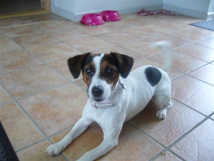 Jack russell terrier Chili billede 18
