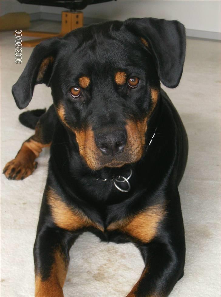 Rottweiler Freja billede 1