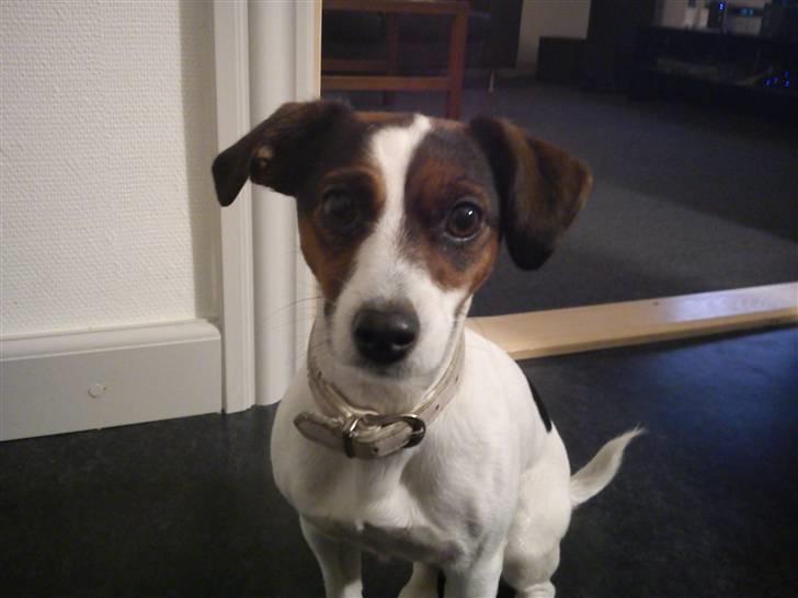 Jack russell terrier Chili - :D billede 19