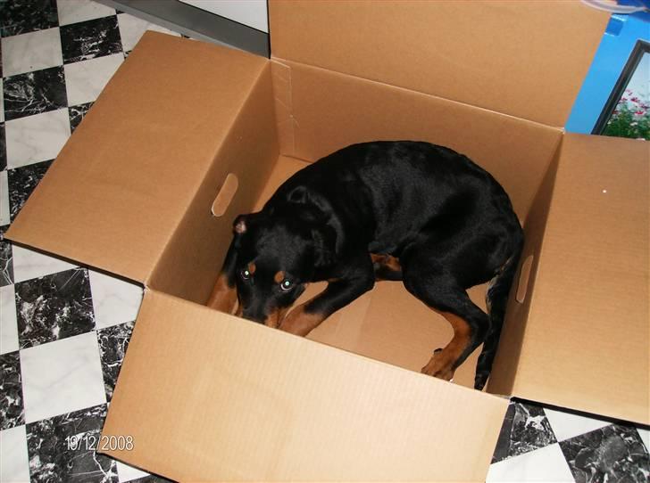 Rottweiler Freja - Freja som hvalp billede 2