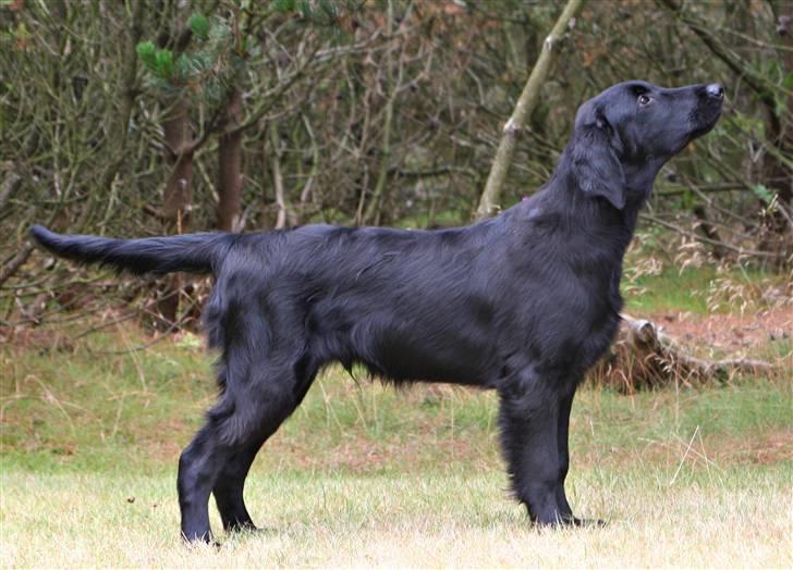Flat coated retriever Bailey - 5 mdr. billede 12